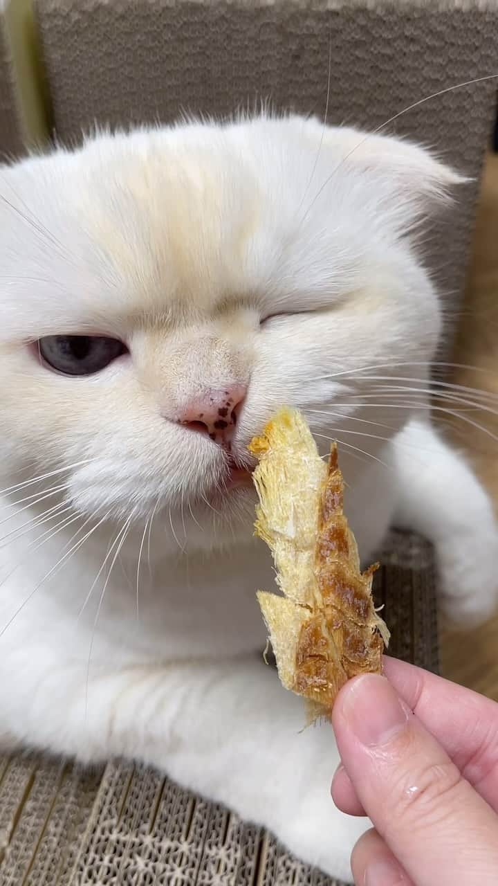 SoonMooのインスタグラム：「바-삭! 황태에 털토핑 침토핑 감사요🫢  #순무 #SoonMoo」