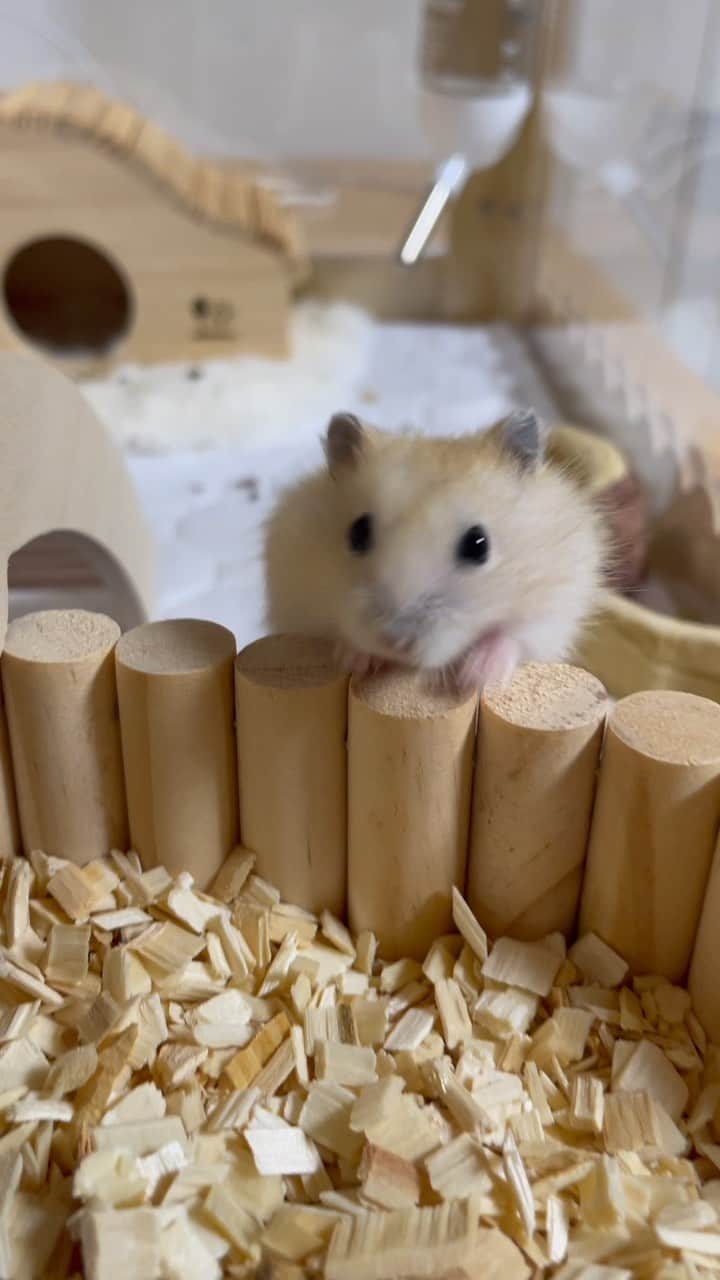 のインスタグラム：「よいちょっよいちょっ🐹💕💕  ゆずちゃんお迎え3日目にして飼い主の手を追いかけるようになりました🙌🏼🐹  人への恐怖心を取り除く為に、お迎え初日から直接シードやサクサク豆腐を与えたりしているので、手から美味しいうまうまが出てくると思っているのかな🤭？ これまでの経験上、食いしん坊の子や好奇心旺盛な子は人に慣れるのも早いのでこれからが楽しみです🥰  ベビハムの成長はあっという間なのでなるべく沢山投稿して成長記録を残して行きたいと思っています✍️ 1日の投稿が多くなっちゃうかも…ですが一緒にゆずちゃんの成長を見守って頂けると嬉しいです😌🐹🍊 2023.9.26 ✼••┈┈••✼••┈┈••✼••┈┈••✼••┈┈••✼ #ハムスターゆず#ハムスター#ジャンガリアンハムスター#ジャンガリアン#ジャンガリアンプディング#プディングジャンガリアン#イエロージャンガリアン#ふわもこ部 #モフモフ#ペット#親バカ部 #hamster#djungarian#hamstagram#hammy#happy_pets#PET_OF_OUR_WORLD#igersjp#ig_japan#instapet#weeklyfluff#kawaii#cute#仓鼠#정글리안#햄스터」