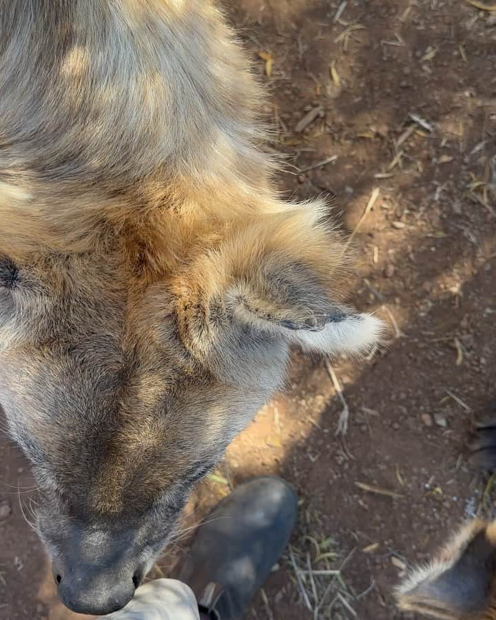 Kevin Richardson LionWhisperer のインスタグラム：「Years of trust allow me to help Woody with her wounds. We have shared a bond for well over a decade, which allows me to tend to her injuries after a fight she had with Nancey for dominance. Hyenas are incredibly smart animals and Woody knows from previous experience that her wounds heal quicker when she allows me to apply the wound cream.  #WildlifeConnection #HealingJourney #UnbreakableBond  #WildFriendship #HyenaHealer #TrustBuiltOverTime #HyenaHealing」