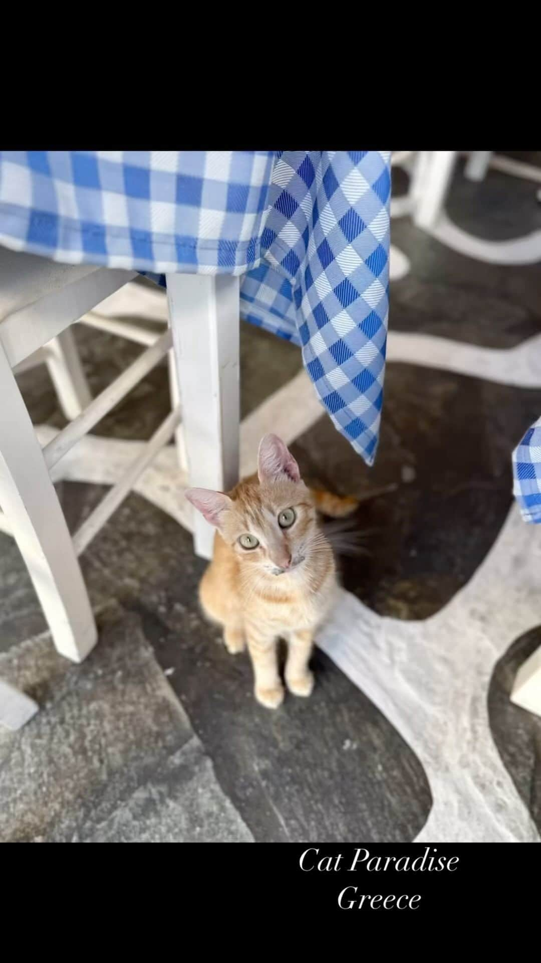 森下紀子のインスタグラム：「. 猫好きにはたまらない ギリシャは猫ちゃん天国でした🐈  #Greece #catparadise  #ギリシャ #猫天国」