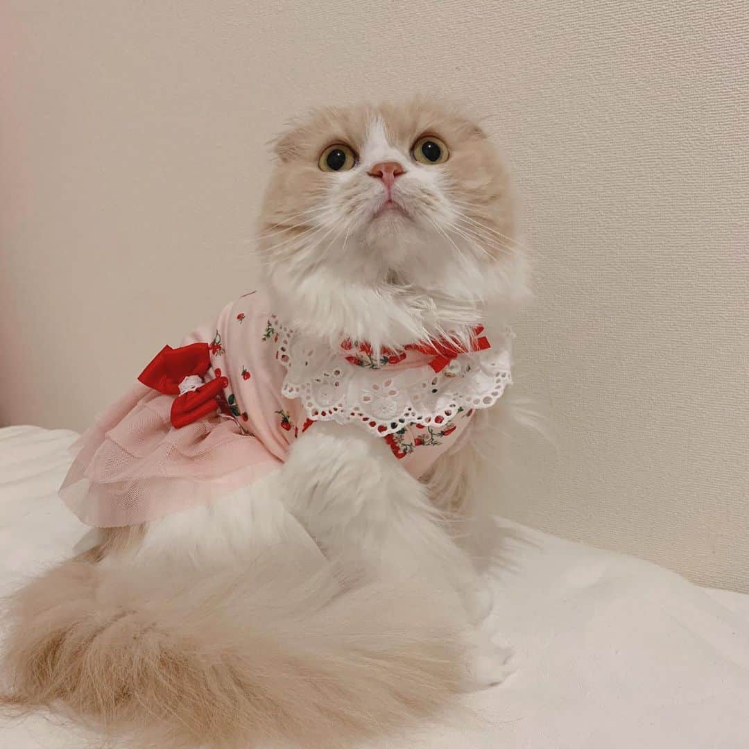 のんたさんのインスタグラム写真 - (のんたInstagram)「My girls❤️ #nationaldaughtersday #scottishfold#sisters」9月26日 22時29分 - utacci