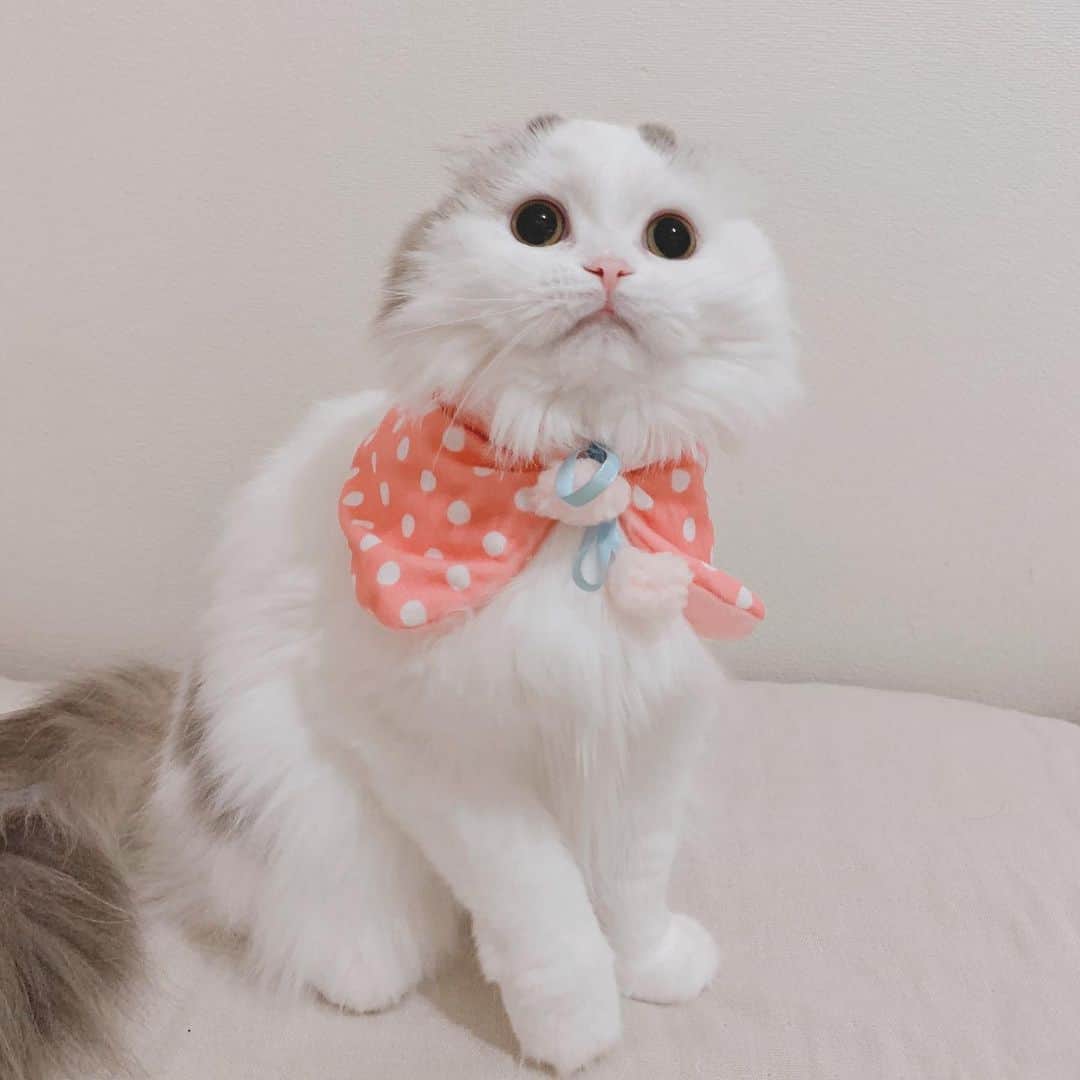 のんたさんのインスタグラム写真 - (のんたInstagram)「My girls❤️ #nationaldaughtersday #scottishfold#sisters」9月26日 22時29分 - utacci
