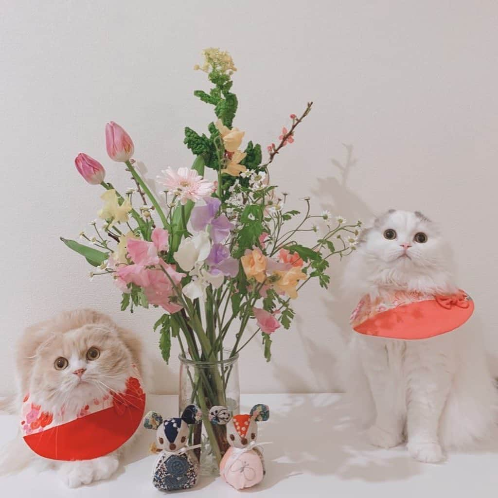 のんたさんのインスタグラム写真 - (のんたInstagram)「My girls❤️ #nationaldaughtersday #scottishfold#sisters」9月26日 22時29分 - utacci