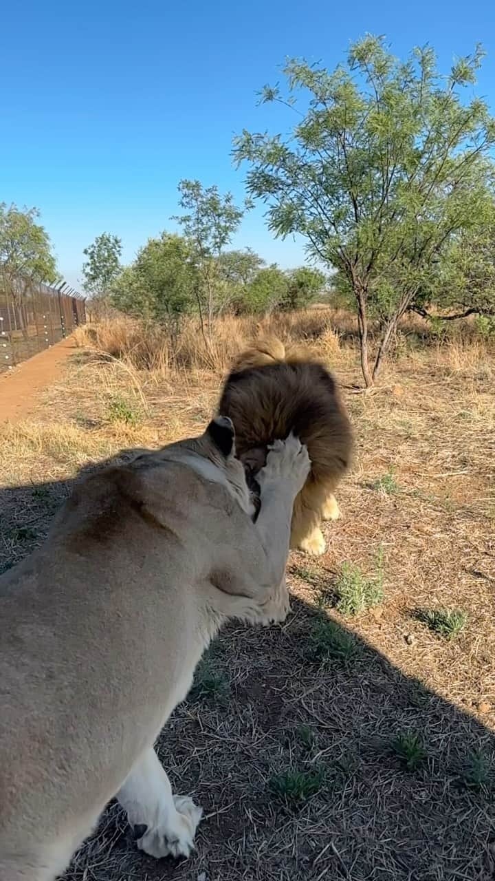 Kevin Richardson LionWhisperer のインスタグラム