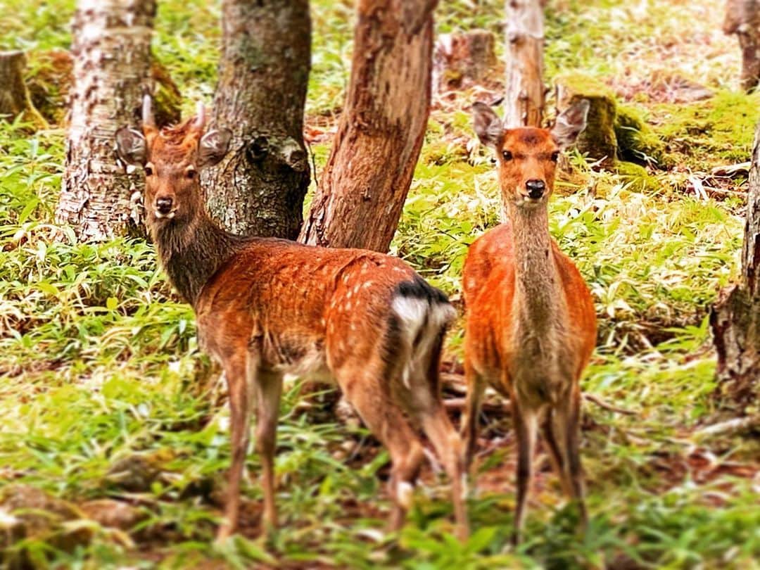 YUKA のインスタグラム：「すごいみつめてくるから🦌 わたしも見つめ返すのですが。 睨めっこは一生おわらないので いつも私のほうからスタスタ歩き始めます🚶‍♀️🍂⛰  角、のびてきたね 冬毛になってきてるし これから寒くなるね あったかいお鍋たべたい🍲」