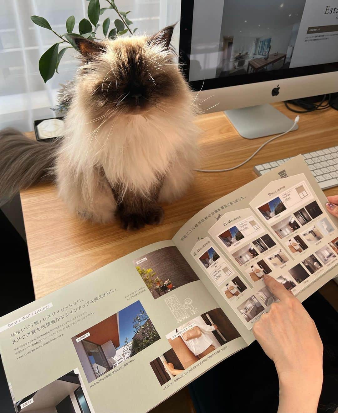plumeさんのインスタグラム写真 - (plumeInstagram)「プリュムと一緒にヤマダホームズのカタログを🏡👀  憧れの一軒家🏠家具・家電もサービスの住宅もあるみたいで、入居日からすぐに快適な新生活をスタート出来るんだって😳👏すごくありがたい🙏  今の私ならニャンズのための猫ドアや猫道を作ったり🐈🐈‍⬛💨水周りにこだわりたいのと、スマートキーにしたいなぁ🥹🔑✨  家づくりって何からスタートすればいい？か分からないし正解もないので悩む悩む…🫠 そんな方に家づくりの知識、ヤマダホームズ　@yamadahomes　の"カタログ請求"がおすすめだよ💁🏻‍♀️  #ヤマダホームズ #デザイン住宅のヤマダホームズ」9月26日 23時46分 - plumestagram