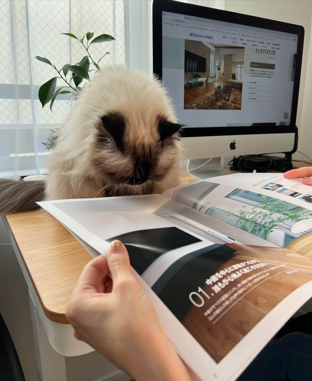 plumeさんのインスタグラム写真 - (plumeInstagram)「プリュムと一緒にヤマダホームズのカタログを🏡👀  憧れの一軒家🏠家具・家電もサービスの住宅もあるみたいで、入居日からすぐに快適な新生活をスタート出来るんだって😳👏すごくありがたい🙏  今の私ならニャンズのための猫ドアや猫道を作ったり🐈🐈‍⬛💨水周りにこだわりたいのと、スマートキーにしたいなぁ🥹🔑✨  家づくりって何からスタートすればいい？か分からないし正解もないので悩む悩む…🫠 そんな方に家づくりの知識、ヤマダホームズ　@yamadahomes　の"カタログ請求"がおすすめだよ💁🏻‍♀️  #ヤマダホームズ #デザイン住宅のヤマダホームズ」9月26日 23時46分 - plumestagram