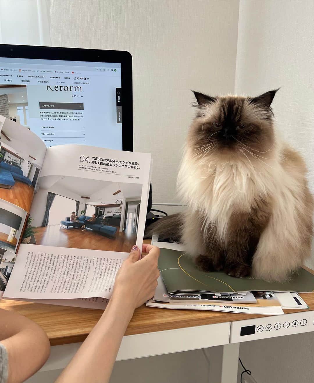 plumeさんのインスタグラム写真 - (plumeInstagram)「プリュムと一緒にヤマダホームズのカタログを🏡👀  憧れの一軒家🏠家具・家電もサービスの住宅もあるみたいで、入居日からすぐに快適な新生活をスタート出来るんだって😳👏すごくありがたい🙏  今の私ならニャンズのための猫ドアや猫道を作ったり🐈🐈‍⬛💨水周りにこだわりたいのと、スマートキーにしたいなぁ🥹🔑✨  家づくりって何からスタートすればいい？か分からないし正解もないので悩む悩む…🫠 そんな方に家づくりの知識、ヤマダホームズ　@yamadahomes　の"カタログ請求"がおすすめだよ💁🏻‍♀️  #ヤマダホームズ #デザイン住宅のヤマダホームズ」9月26日 23時46分 - plumestagram