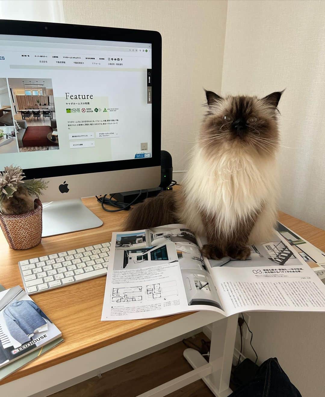 plumeさんのインスタグラム写真 - (plumeInstagram)「プリュムと一緒にヤマダホームズのカタログを🏡👀  憧れの一軒家🏠家具・家電もサービスの住宅もあるみたいで、入居日からすぐに快適な新生活をスタート出来るんだって😳👏すごくありがたい🙏  今の私ならニャンズのための猫ドアや猫道を作ったり🐈🐈‍⬛💨水周りにこだわりたいのと、スマートキーにしたいなぁ🥹🔑✨  家づくりって何からスタートすればいい？か分からないし正解もないので悩む悩む…🫠 そんな方に家づくりの知識、ヤマダホームズ　@yamadahomes　の"カタログ請求"がおすすめだよ💁🏻‍♀️  #ヤマダホームズ #デザイン住宅のヤマダホームズ」9月26日 23時46分 - plumestagram