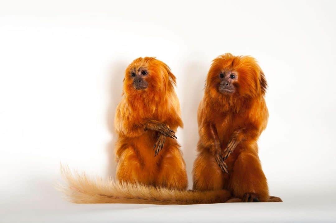 Joel Sartoreさんのインスタグラム写真 - (Joel SartoreInstagram)「Good news from the Brazilian rainforest! When efforts to save the golden lion tamarin started in the 1970s, only 200 individuals remained in the wild. Last month, the results of a population survey revealed that numbers are now closer to 4,800. This is particularly good news as the species experienced a sharp downturn due to a yellow fever outbreak just a few years ago. The virus subsiding is believed to be playing a role in the species’ recovery, as is an increase in connected forest habitat thanks to the conversion of cattle pasture to reforested areas. Photo taken @lincolnchildrenszoo.   #tamarin #monkey #primate #animal #mammal #wildlife #photography #animalphotography #wildlifephotography #studioportrait #PhotoArk @insidenatgeo」9月26日 23時48分 - joelsartore