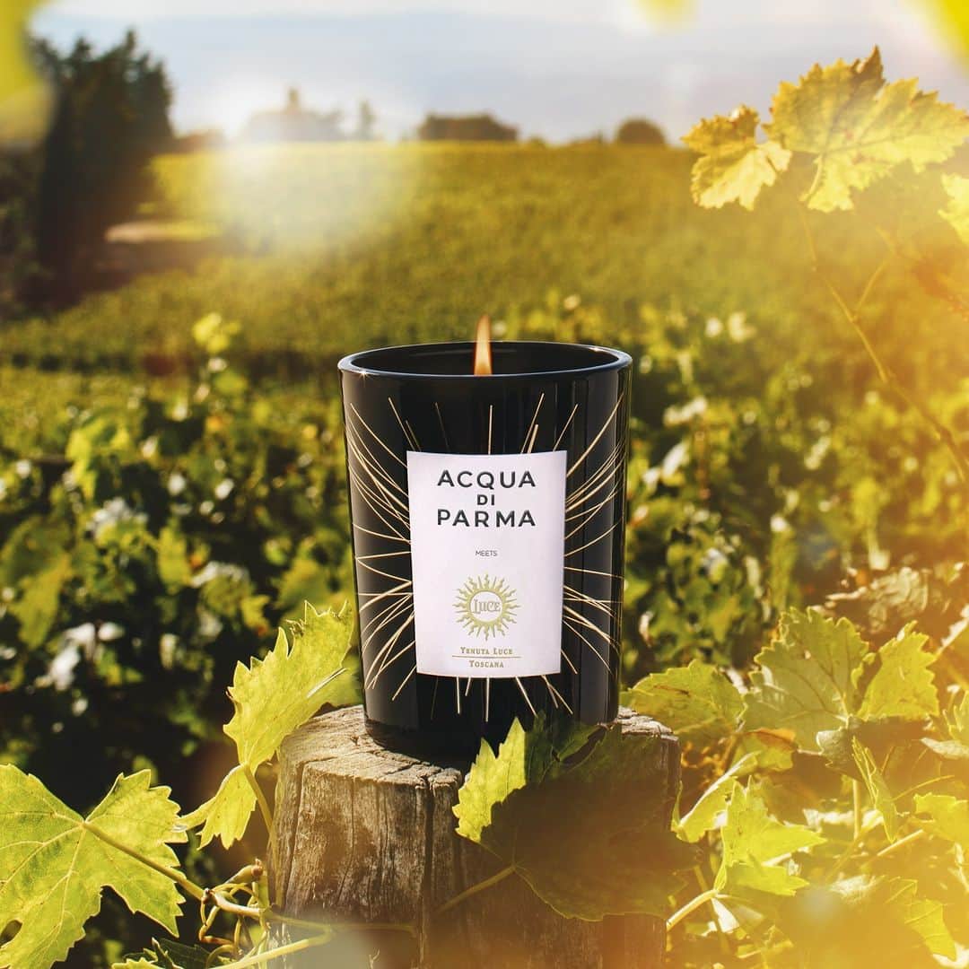 アクアディパルマさんのインスタグラム写真 - (アクアディパルマInstagram)「Acqua di Parma meets Tenuta Luce. Fresh notes of lavandin and thyme meet the deep, enveloping essence of sandalwood, creating an olfactory portrait rich with the spirit of sun-kissed soil and the savoir-faire of barrels. Feel the Italian sun with a fragrance that evokes heritage, culture, and the pure energy of nature in its full splendor.   #AcquadiParma​ #theessenceofItalianlife #ItalianLifestyle #HomeCollection」9月27日 0時00分 - acquadiparma