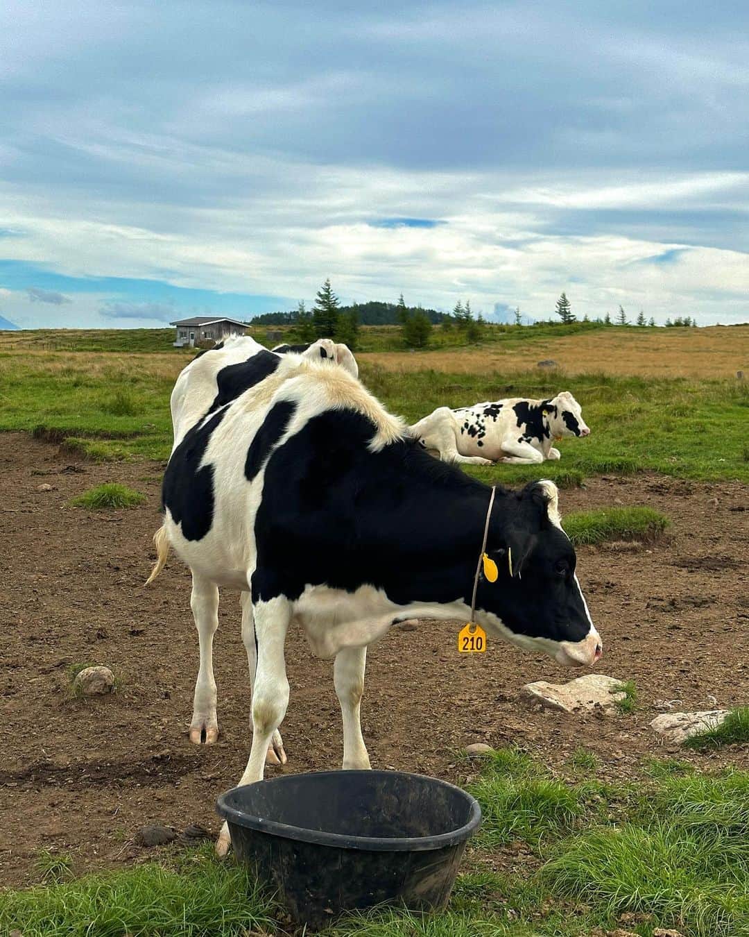 高橋龍之介のインスタグラム：「🌳🐄🐮🐄🌳」