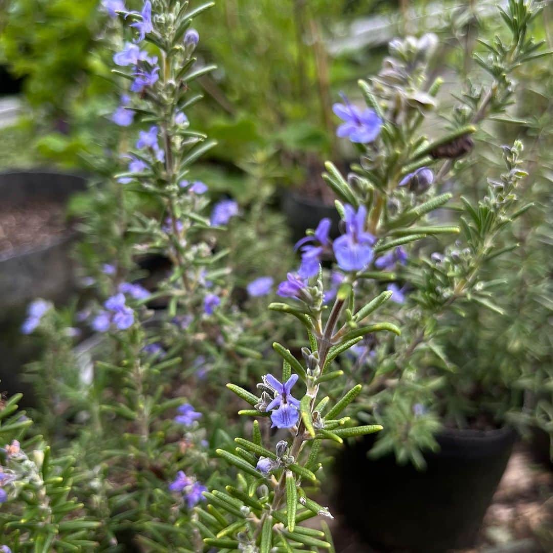 HERVA AKICOさんのインスタグラム写真 - (HERVA AKICOInstagram)「ローズマリーの花が咲き始めています。 8月末頃から、少しずつ咲き始めています。  アトリエには10種ほどのローズマリーを育て比べしていて、早めに咲き始めたのは、モーツァルトブルー。ローズマリーの数ある品種の中でも特に濃い青色の花を咲かせてくれるといわれています。  品種によって花の咲く時期が異なる場合がありますし、花が咲きにくいものもあります。葉の先端に花を付けるものもあるので、収穫をよくしてると花芽もカットして咲かなかったりも。  比べて観察してると面白い。  お花もほんのりローズマリーの香りと蜜の風味がしますので 育てている方は、エディブルフラワーとしても楽しんでください☺︎  先住民の方がいないかちゃんと確認して笑  ローズマリーの葉は、お肉やじゃがいもなどの野菜と 合わせて焼いたりするのは定番ですね。  お菓子にも。  個人的には、ローストしたアーモンドと合わせてビスケットに練り込んだ焼き菓子も好きでよくつくります。ドライよりフレッシュの方がおすすめ。  生地の甘さ控えて、チーズと合わせてもいいですし。  飲み物やジャムなど、オレンジなどの柑橘系やベリー系と 合わせるのも定番。  今の時期は、ローズマリーシロップに梨を漬け込んでもいいし、ほうじ茶ローズマリー生地に栗を合わせてもいいなぁとか、セミドライの柿ならドライのローズマリーも合うかなぁとか、　 オレンジのシロップ漬けとローズマリーとスパイスなんかを合わせてもいいですね🤤  そんな話をしていた今日この頃。  お茶はもちろん、チンキ、クリーム、お風呂、 などなどにも。  #ローズマリー#ハーブを食べよう #herva#のひとりごと  #加工してません#の色」9月27日 0時26分 - herva_akiko