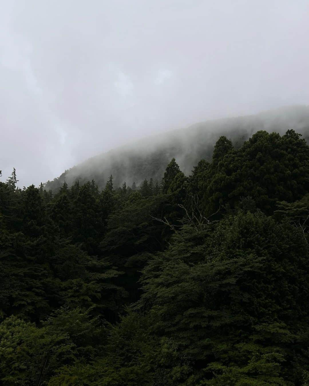 NATALIE LIAOのインスタグラム：「Hakone has a special place in my heart for its incredibly healing and rejuvenating onsens and forests. We spent a few days simply just being present and meditating (becoming familiar with) in gratitude. I love being nestled within the trees and listening/watching the rain and clouds pass by. For my introvert self, it’s simply heaven. Do you relate? 🌚🌝🎋  #hakone #hakonejapan #japantrip #summerinjapan」