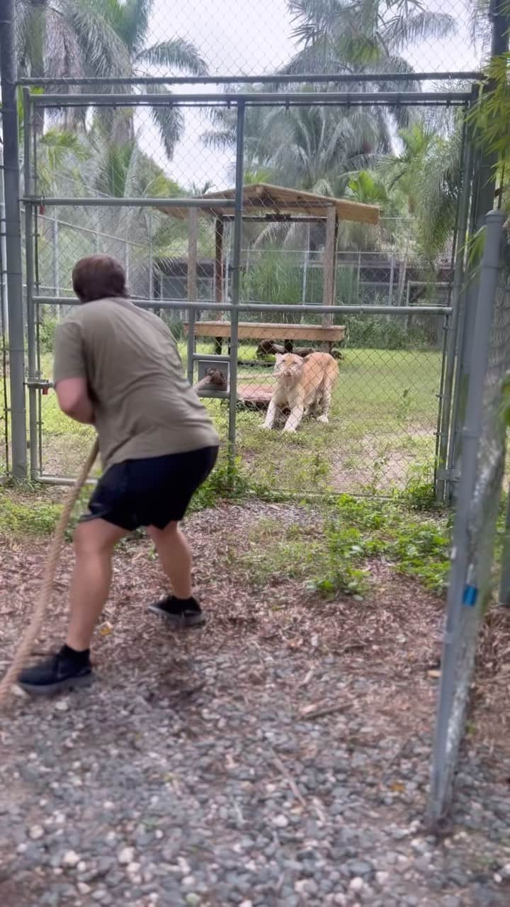 Zoological Wildlife Foundationのインスタグラム：「Who dares take on Boshcar - one of our guests celebrated his 21st birthday with us this afternoon and accepted the challenge. Who won? We’ll call it a tie as Nicholas worked our Golden Tabby Bangle Tiger. 🐅 🐯   Come visit us today and celebrate your milestone by 📞 (305) 969-3696 and or visit us online ZWFMiami.com.  #viralmoments #goldentabbytiger #tugofwar #zwfmiami」