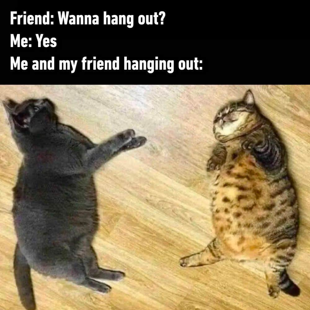 9GAGさんのインスタグラム写真 - (9GAGInstagram)「I don't mind doing nothing as long as I'm with you  📸 @bo_mang_co - #cats #hangout #friends #memes #9gag」9月27日 2時01分 - 9gag