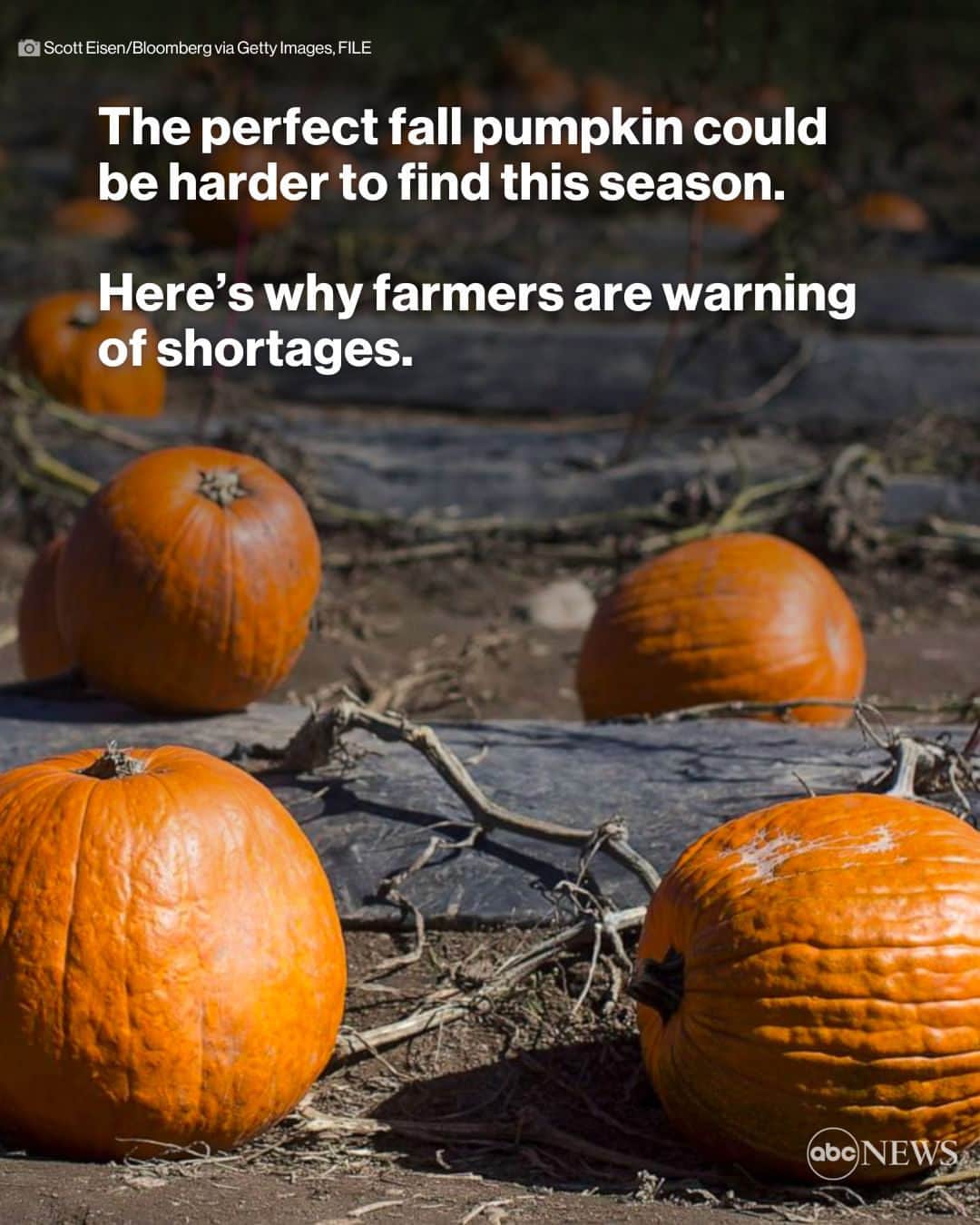 ABC Newsのインスタグラム：「Pumpkins are a signature mark of the start of autumn, but from New Jersey to Kentucky and down to Texas, farmers have battled a bevy of conditions that could squash some pumpkin plans. MORE AT LINK IN BIO.」
