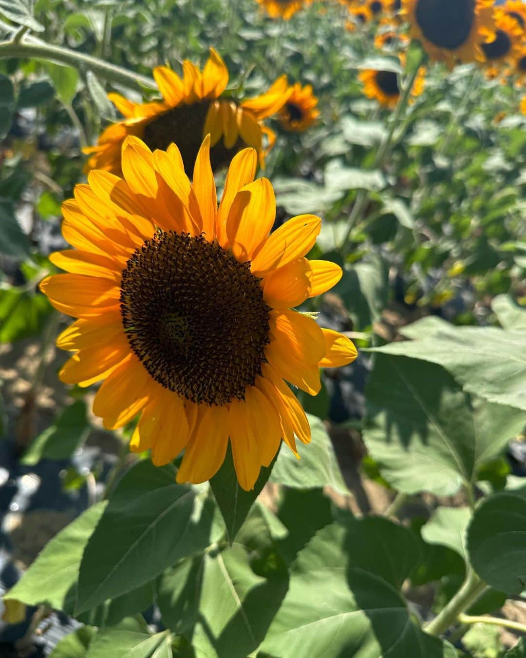 深田結梨（浅田結梨）さんのインスタグラム写真 - (深田結梨（浅田結梨）Instagram)「🌻☁️🌻☁️  真夏にみたひまわり畑。  暑すぎてゆっくり見れなかったけど、本当にきれいに咲いていて元気をもらいました✨  (あと、眩しくて目が開かなかった….笑)  秋の花といえばコスモスですね！  はやく見たいな〜  #summer  #ひまわり #向日葵  #夏  #flowers  #autumn」9月27日 19時00分 - yuuriman_