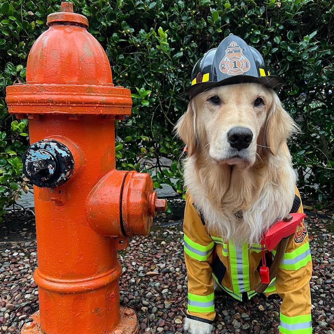 のインスタグラム：「To do:  Alter✍️costume✍️for✍️dog.✍️  📸: @rachellegrace10」