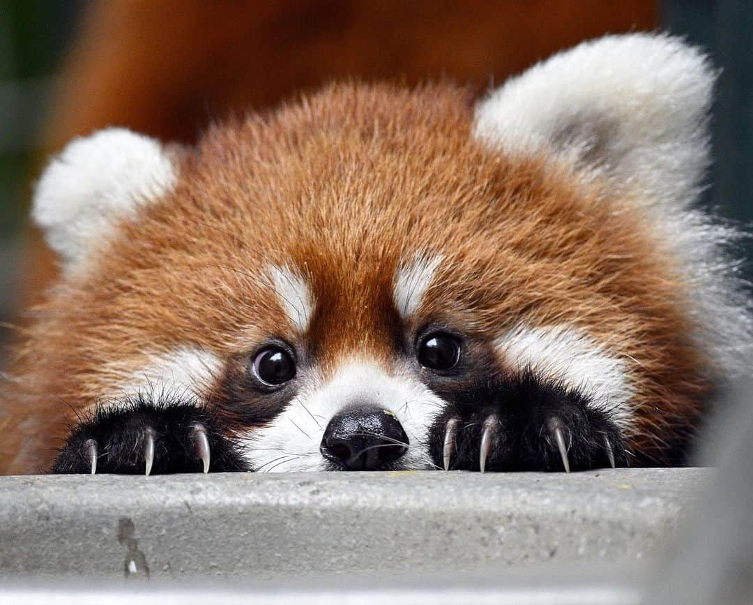 San Diego Zooのインスタグラム：「"I always feel like somebody's watching me" 🎶  📸: Mike Wilson  #HelloYou #RedPanda #Cub #Peekaboo #SanDiegoZoo」