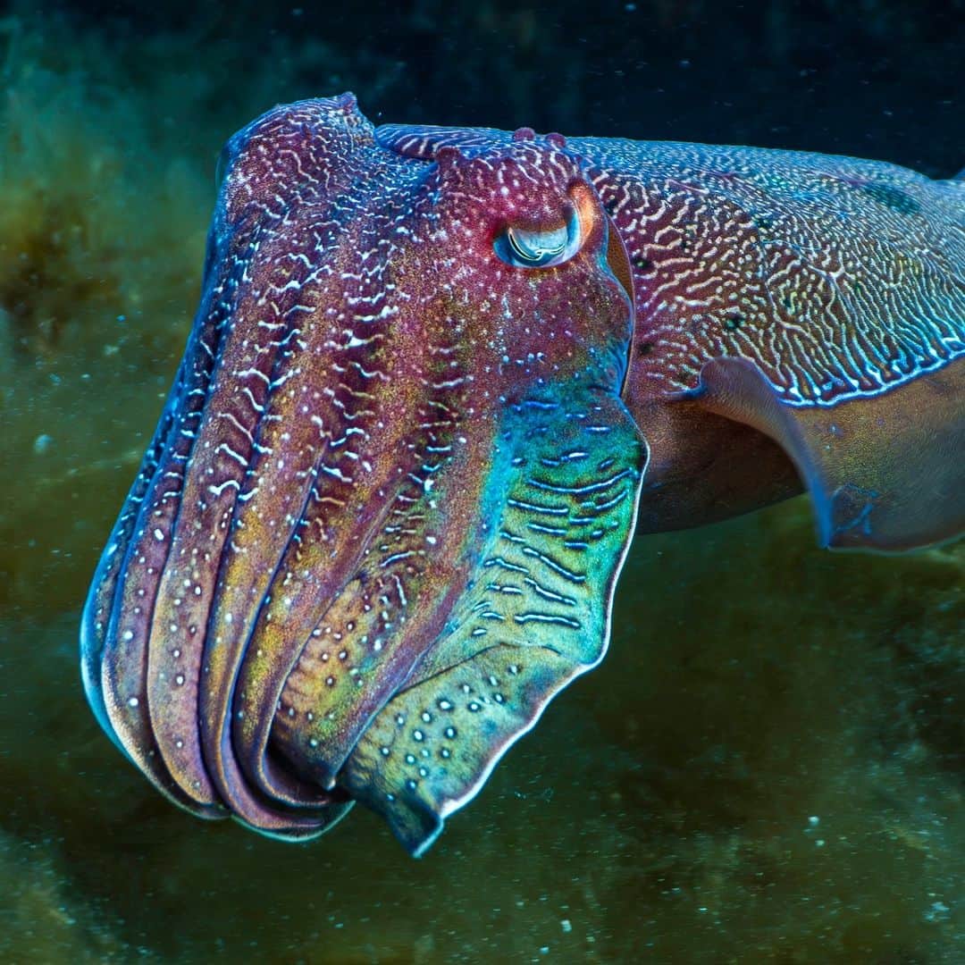 アメリカ自然史博物館さんのインスタグラム写真 - (アメリカ自然史博物館Instagram)「Cephalopod lovers, cuddle up to the giant cuttlefish (Sepia apama)! This critter, which spends more than 90% of its time resting, also happens to be the world’s largest cuttlefish. Adults can weigh in at 23 lbs (10.5 kg) and have mantles measuring up to 20 in (50 cm) long! This species inhabits reefs around Australia and uses its color-changing talents in a variety of ways. During courtship rituals, males enchant females with vibrant displays. And when under threat, this cephalopod can camouflage itself!   Photo: coffinbayscubaco, CC BY-NC 4.0, iNaturalist  #wildlife #oceanlife #amazingnature #wildlifephotography #cephalopods #didyouknow #animalfacts」9月27日 4時59分 - amnh
