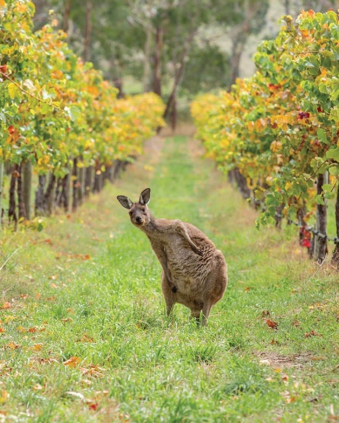 Australiaさんのインスタグラム写真 - (AustraliaInstagram)「Happy World Tourism Day! 🦘From vibrant cities buzzing with mouth-watering foodie scenes to epic landscapes that will leave your jaw on the floor and unique wildlife ready to show you around their backyard - #Australia has a little something for everyone. Not sure where to start? Find your perfect adventure Down Under via the link in our bio! 🔗   #SeeAustralia #ComeAndSayGday  ID:  1. A man and a woman lounge in the beach's clear blue shallows, shaded by a white umbrella. 2. An Indigenous guide and two travellers stand in the centre of a gorge with towering red rock walls.  3. Five wetsuit-clad people float down a rainforest river on red inflatables.  4. Two hands lightly touching an Indigenous dot painting.  5. A seafood platter sits atop a wooden table on a white sandy beach with endless turquoise ocean in the background.  6. A kangaroo leans to the left for a scratch. He stands in between two rows of vines at a winery.  7. A woman stands in a Melbourne laneway, admiring the street art that paints the walls.」9月27日 5時00分 - australia