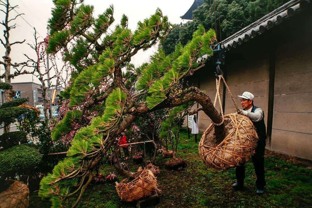 Michael Yamashitaさんのインスタグラム写真 - (Michael YamashitaInstagram)「Fall is the time for transplanting. Here in Kyoto a large specimen of a windswept Japanese black pine is put into place for the public to enjoy along one of Kyotos main thoroughfares. #kyoto #fallplanting #autumn」9月27日 5時34分 - yamashitaphoto