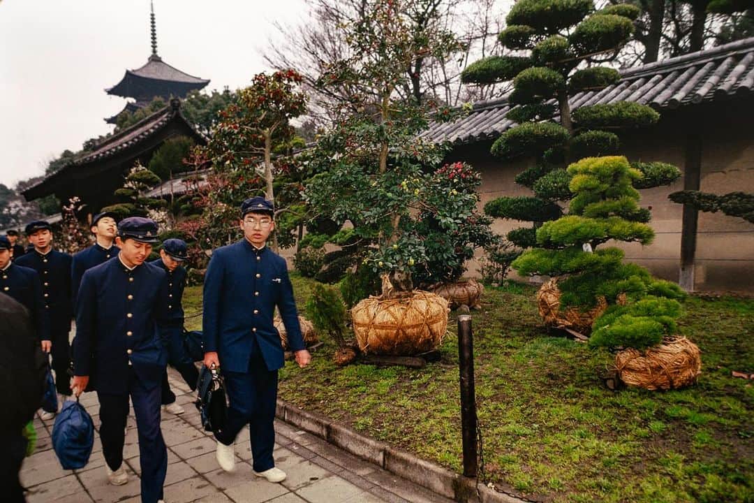 Michael Yamashitaさんのインスタグラム写真 - (Michael YamashitaInstagram)「Fall is the time for transplanting. Here in Kyoto a large specimen of a windswept Japanese black pine is put into place for the public to enjoy along one of Kyotos main thoroughfares. #kyoto #fallplanting #autumn」9月27日 5時34分 - yamashitaphoto