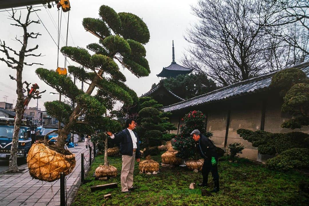 Michael Yamashitaさんのインスタグラム写真 - (Michael YamashitaInstagram)「Fall is the time for transplanting. Here in Kyoto a large specimen of a windswept Japanese black pine is put into place for the public to enjoy along one of Kyotos main thoroughfares. #kyoto #fallplanting #autumn」9月27日 5時34分 - yamashitaphoto