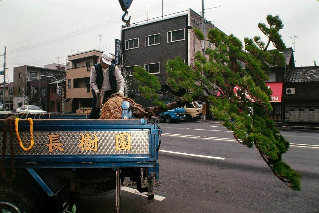 Michael Yamashitaさんのインスタグラム写真 - (Michael YamashitaInstagram)「Fall is the time for transplanting. Here in Kyoto a large specimen of a windswept Japanese black pine is put into place for the public to enjoy along one of Kyotos main thoroughfares. #kyoto #fallplanting #autumn」9月27日 5時34分 - yamashitaphoto