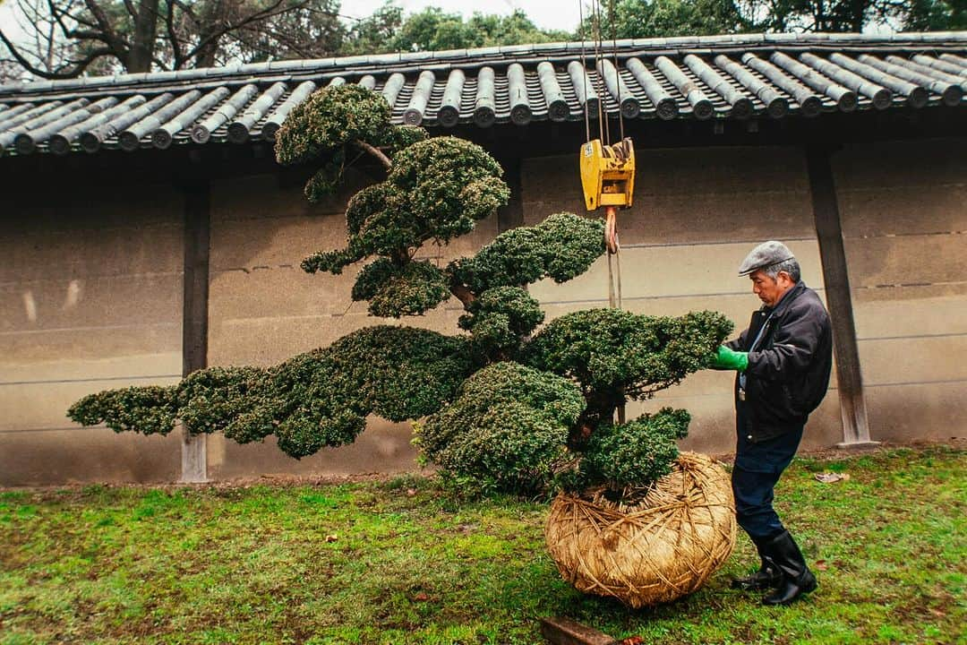 Michael Yamashitaさんのインスタグラム写真 - (Michael YamashitaInstagram)「Fall is the time for transplanting. Here in Kyoto a large specimen of a windswept Japanese black pine is put into place for the public to enjoy along one of Kyotos main thoroughfares. #kyoto #fallplanting #autumn」9月27日 5時34分 - yamashitaphoto