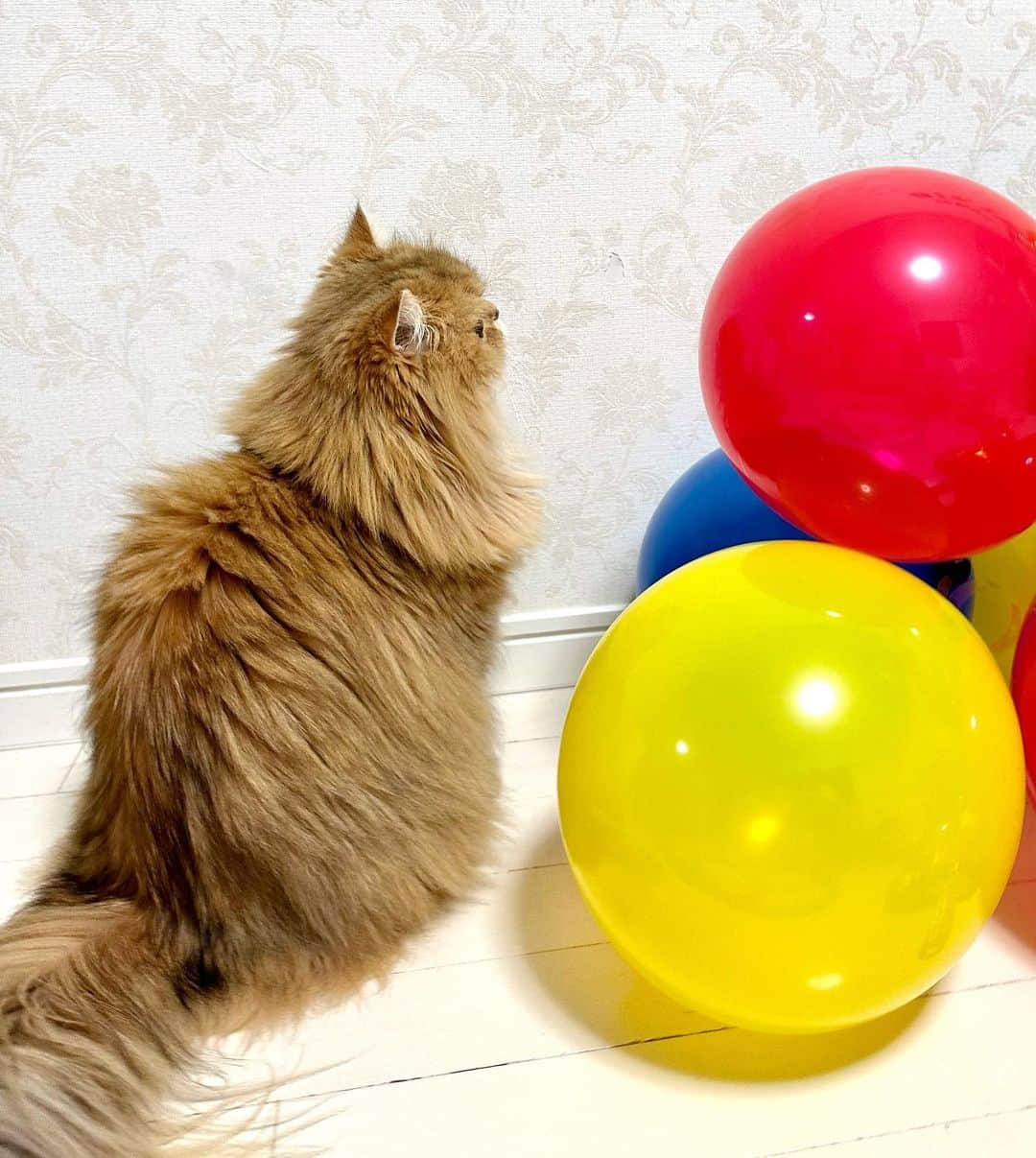 manami☺︎satoさんのインスタグラム写真 - (manami☺︎satoInstagram)「⑅⃛  kinaco🎈 ♡♡♡♡   #チンチラゴールデン#猫#ねこ#猫好きな人と繋がりたい#にゃんだふるらいふ#냥스타그램 #ねこすたぐらむ #ねこのいる生活 #냥스타그램#猫咪#貓#貓星人#kot#koty#GATTO #KATZE#BERI #catoftheday#cat#cats#instacat#catstagram#catlifestyle#persian#chinchillacat」9月27日 15時29分 - fuwari_kinaco