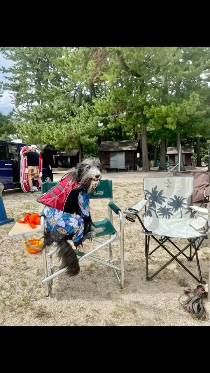 のインスタグラム：「9月23日　琵琶湖。  キャンプ用の折りたたみ椅子も飛び、 紙皿もお箸も常に持っていないと飛び、 焼肉のタレもお皿ギリギリに注がないと飛び、 そのタレも皿の上から霧状に飛び、 突風で燃え上がった炎でお餅が黒焦げになり、 隣の人たちは30分近く格闘したがタープも立てられず、 若いメンズ達は開始5分でビーチボールが沖へ飛んで行き、  もう、シッチャカメッチャカ。  それでもワンコ達は、しょっちゅう砂浜へと飛んだロースやカルビなどのおいしいお肉にありつくと言う恩恵を受けてご機嫌さん。  突風の中でのBBQ、面白かったです。  ご一緒してくださった皆さんありがとうございました😊🙏  #ビアデッドコリー #ビアディ #beardedcollie #akaribeardie #beardie #beardedcolliesofinstagram #puppydog #puppygram  #petscorner #insta_animaluy #dog_ofinstagram #insta_dogs #igdog #topdogphoto #repost_ezyjp #weeklyfluff #dog_features #excellent_dogs #pecoいぬ部 #飛鳥犬舎」