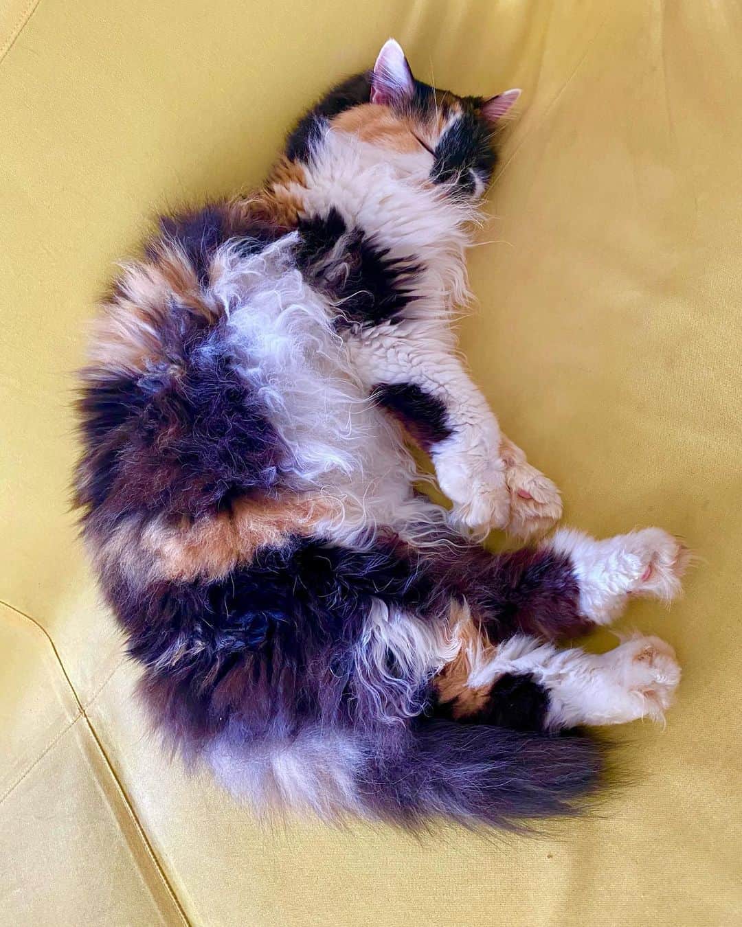 佐伯紅緒さんのインスタグラム写真 - (佐伯紅緒Instagram)「今日の猫専門動物園です。 涼しくなったのでみんなのんびり。  #cat #turkishangora  #laparm #ターキッシュアンゴラ #ラパーマ #猫 #ねこ #ネコ #ねこすたぐらむ  #株式会社ファイブキャッツ #ねこあつめ #保護猫 #黒猫部 #靴下猫部 #三毛猫  #ネコメンタリー #ネコメンタリー猫も杓子も」9月27日 15時36分 - beniosaeki