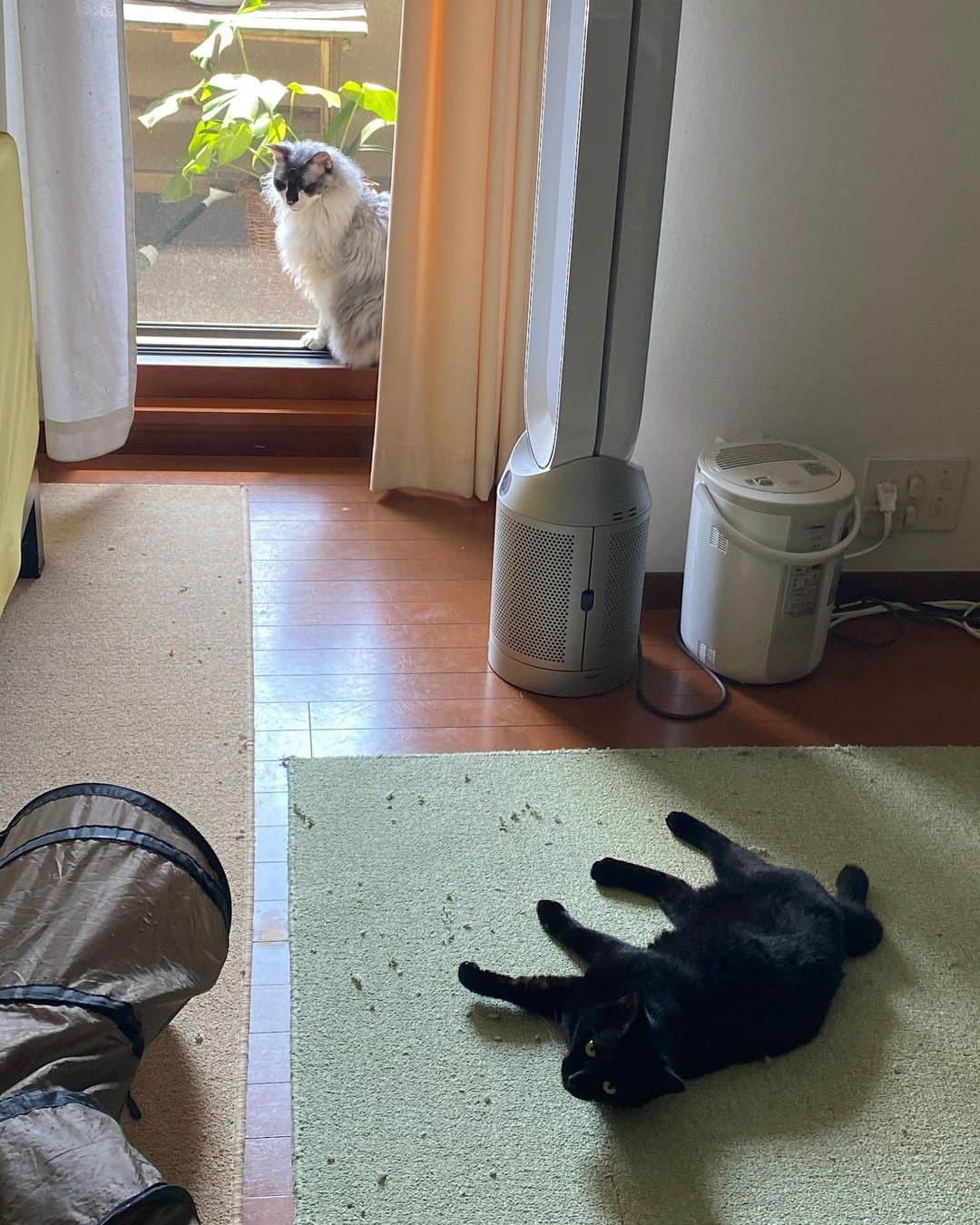 佐伯紅緒さんのインスタグラム写真 - (佐伯紅緒Instagram)「今日の猫専門動物園です。 涼しくなったのでみんなのんびり。  #cat #turkishangora  #laparm #ターキッシュアンゴラ #ラパーマ #猫 #ねこ #ネコ #ねこすたぐらむ  #株式会社ファイブキャッツ #ねこあつめ #保護猫 #黒猫部 #靴下猫部 #三毛猫  #ネコメンタリー #ネコメンタリー猫も杓子も」9月27日 15時36分 - beniosaeki