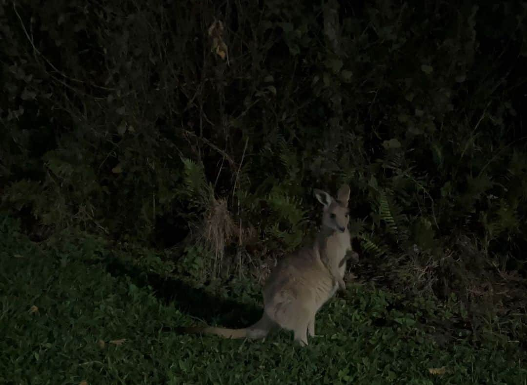 キム・ミンジュのインスタグラム：「🦘」