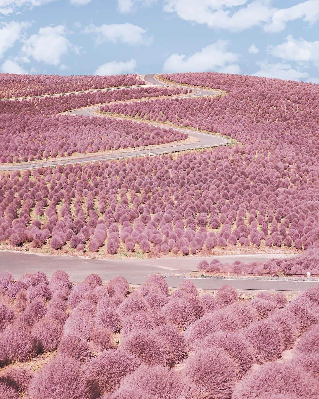 9GAGさんのインスタグラム写真 - (9GAGInstagram)「Straight outta 'The Lorax'💖 📸 @hobopeeba 📍 Hitachi Seaside Park, Japan - #ひたち海浜公園 #flowers #pretty #photography #beautiful #hitachiseasidepark #japan #9gag」9月27日 16時00分 - 9gag