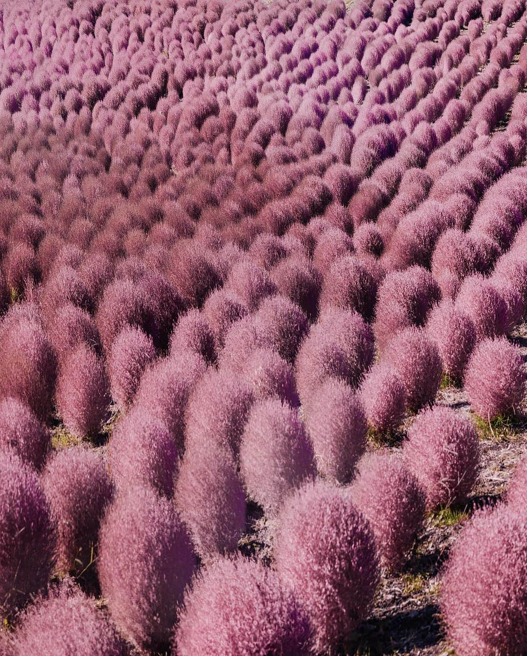 9GAGさんのインスタグラム写真 - (9GAGInstagram)「Straight outta 'The Lorax'💖 📸 @hobopeeba 📍 Hitachi Seaside Park, Japan - #ひたち海浜公園 #flowers #pretty #photography #beautiful #hitachiseasidepark #japan #9gag」9月27日 16時00分 - 9gag