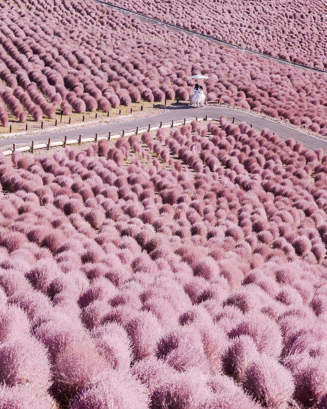 9GAGさんのインスタグラム写真 - (9GAGInstagram)「Straight outta 'The Lorax'💖 📸 @hobopeeba 📍 Hitachi Seaside Park, Japan - #ひたち海浜公園 #flowers #pretty #photography #beautiful #hitachiseasidepark #japan #9gag」9月27日 16時00分 - 9gag