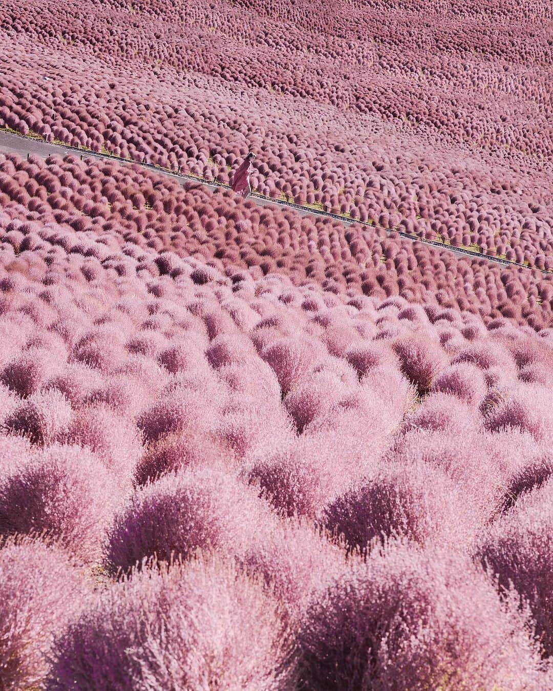 9GAGさんのインスタグラム写真 - (9GAGInstagram)「Straight outta 'The Lorax'💖 📸 @hobopeeba 📍 Hitachi Seaside Park, Japan - #ひたち海浜公園 #flowers #pretty #photography #beautiful #hitachiseasidepark #japan #9gag」9月27日 16時00分 - 9gag