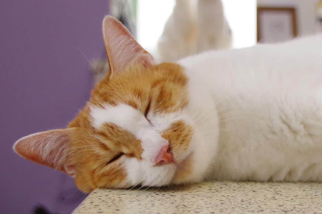 Kachimo Yoshimatsuさんのインスタグラム写真 - (Kachimo YoshimatsuInstagram)「気持ちよさそう｡  #うちの猫ら #猫 #ねこ #ニャンスタグラム #oinari #にゃんすたぐらむ #ねこのきもち #cat #ネコ #catstagram #ネコ部 http://kachimo.exblog.jp」9月27日 16時23分 - kachimo