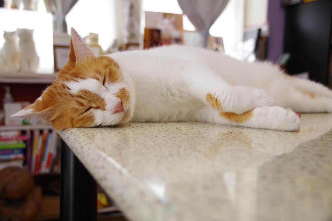 Kachimo Yoshimatsuさんのインスタグラム写真 - (Kachimo YoshimatsuInstagram)「気持ちよさそう｡  #うちの猫ら #猫 #ねこ #ニャンスタグラム #oinari #にゃんすたぐらむ #ねこのきもち #cat #ネコ #catstagram #ネコ部 http://kachimo.exblog.jp」9月27日 16時23分 - kachimo