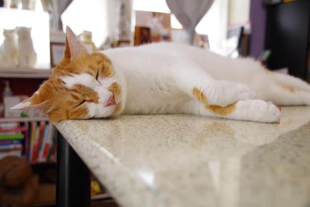 Kachimo Yoshimatsuのインスタグラム：「気持ちよさそう｡  #うちの猫ら #猫 #ねこ #ニャンスタグラム #oinari #にゃんすたぐらむ #ねこのきもち #cat #ネコ #catstagram #ネコ部 http://kachimo.exblog.jp」