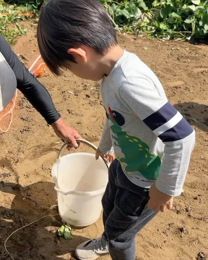 河島未怜のインスタグラム：「落花生  空に向かって咲いてた花が 枯れて、 下に落ちて そこに種ができるから、『落花生』って 言うんだって！  ゆで落花生は甘くて美味しかった〜！  #落花生の塩茹で  #落花生収穫  #むかごご飯 #虫じゃないよ #大和芋のつるにできるのがむかご」