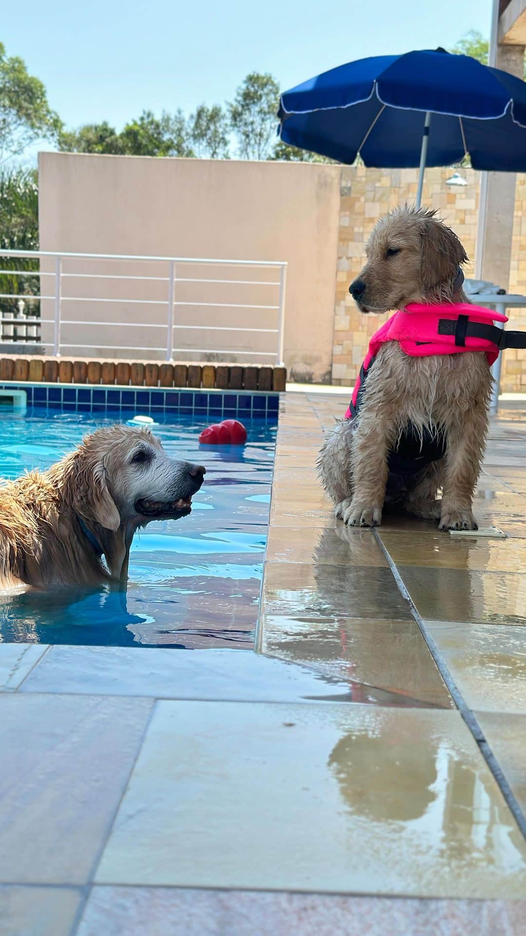 Bobのインスタグラム：「Um filhote de 10 anos ensinando outro filhote de 3 meses como nadar 🏊🏻‍♂️  O pai que lute pra secar 2 Goldens novamente 😵‍💫 . #dogs #puppy #puppies #puppiesofinstagram #goldenretriever #pool #poolparty」