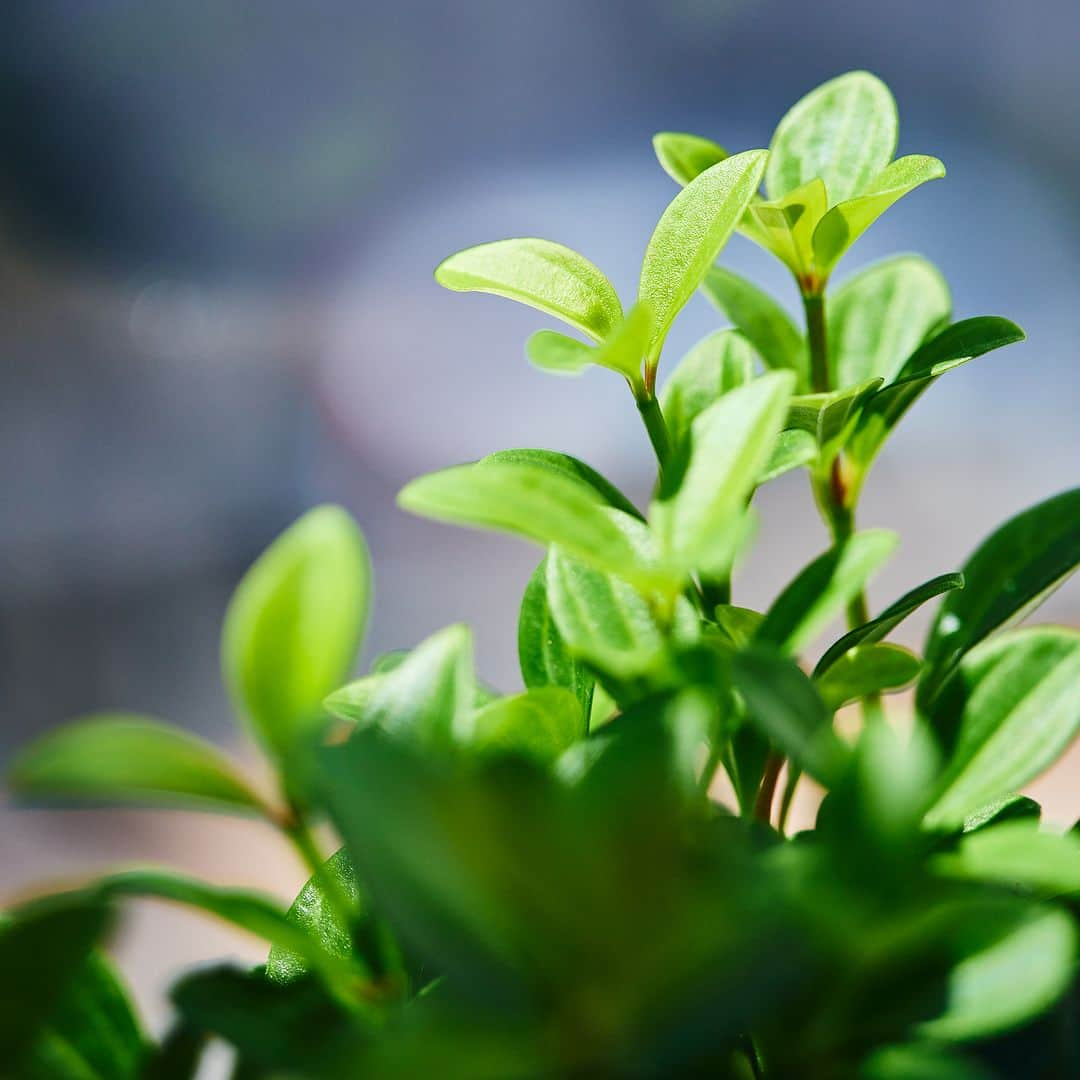 青山フラワーマーケットさんのインスタグラム写真 - (青山フラワーマーケットInstagram)「観葉植物のある暮らしは、 お部屋のインテリアとしてだけでなく フレッシュな空気を運んでくれたり 過ごす人の心を癒し、リラックスした 気持ちにしてくれます。  お気に入りの鉢物を窓辺に置いて 水やりをすることで育てる喜びも。 * * ベルギーのD&Mは ヨーロッパのフローリストの間でも 人気のある花器を揃えるブランドです。  シンプルながら遊び心のあるカラーや素材、質感が特長で しっかりとした重厚感のある作りが、観葉植物の持つ 魅力を引き出してくれます。  青山フラワーマーケット 南青山本店２Fにある フラワーベースギャラリー @flower_vase_gallery  など、一部の店舗で取り扱っています。  ※店舗により取り扱いがない場合がございます。 予めご了承ください。  オンラインショップでも暮らしを彩る 観葉植物やプランター、鉢などを お取り寄せいただけます。 @aoyamaflowermarket_onlinegreen   暮らしにグリーンを取り入れて、 さわやかな毎日を過ごしませんか。  #観葉植物 #グリーン #グリーンのある暮らし #観葉植物のある暮らし #インテリア #花のある暮らし #花のある日常 #花を楽しむ #花　#青山フラワーマーケット #aoyamaflowermarket #フラワーベースギャラリー #青山フラワーマーケットの観葉植物 #鉢 #鉢植え #プランター」9月27日 8時15分 - aoyamaflowermarket