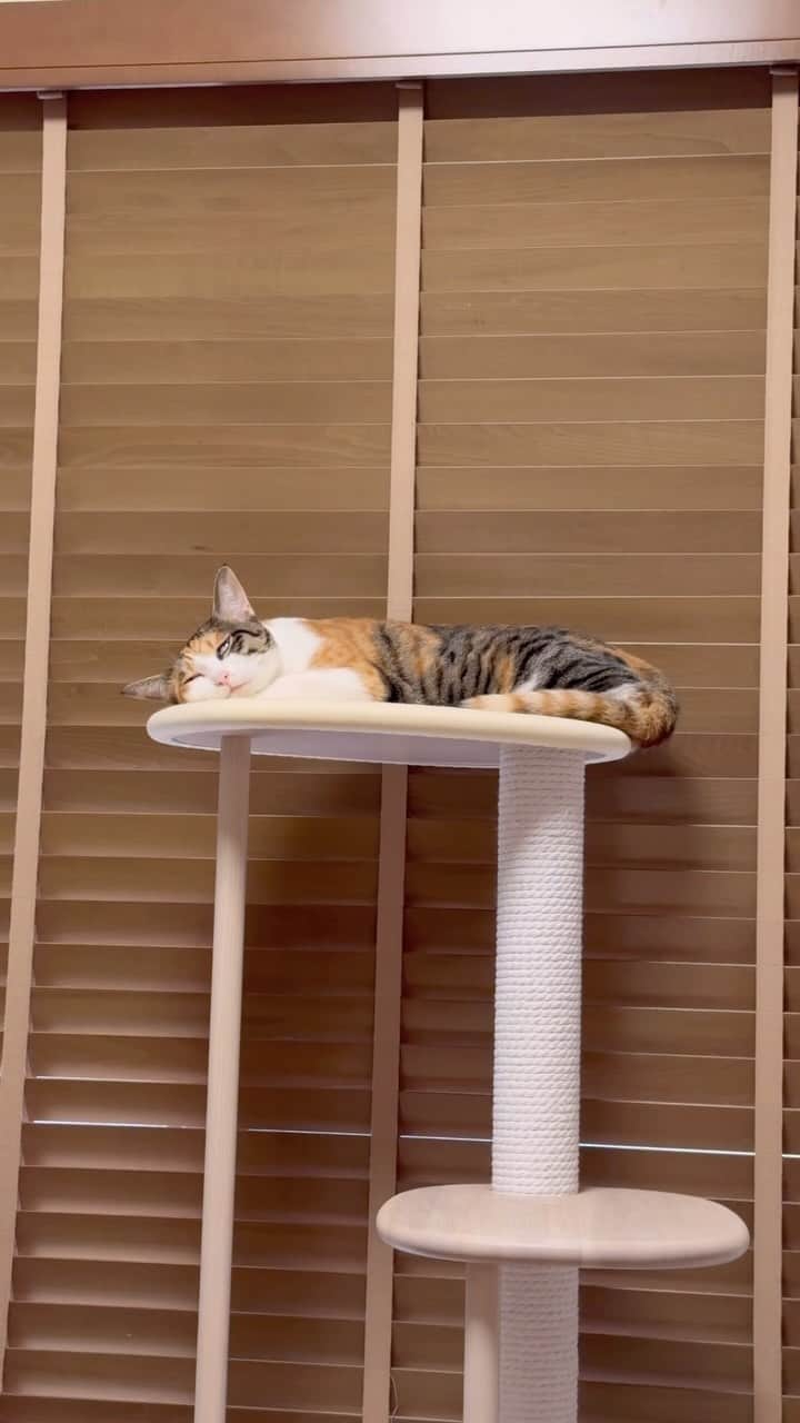 のインスタグラム：「定番www  #にゃんすたぐらむ#catsofinstagram  #meowed#9gag #猫のいる暮らし　#ねことの生活　#猫好きさんと繋がりたい#三毛猫　#保護猫#三毛猫すず#calico」