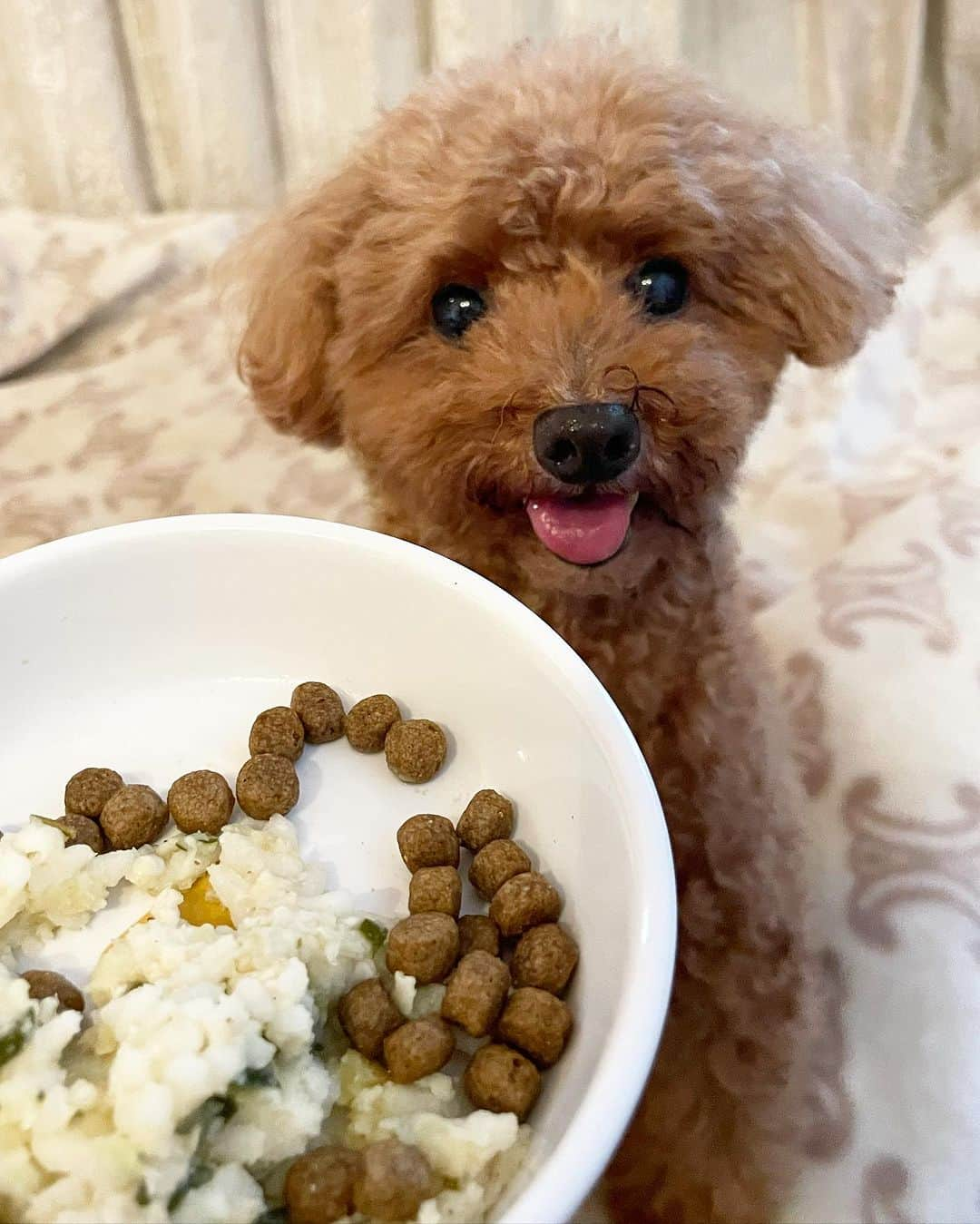 keikoのインスタグラム：「ご飯にトッピング❣️カリカリだけじゃ食べないからトッピングしたらペロリ😋 . . @soeat_petfood #soeat #PR #いぬのごはん #ヒューマングレード #ドッグフード選び #いぬすたぐらむ🐾 #いぬばかぶ #ソエテ#トイプードル#多頭飼い」