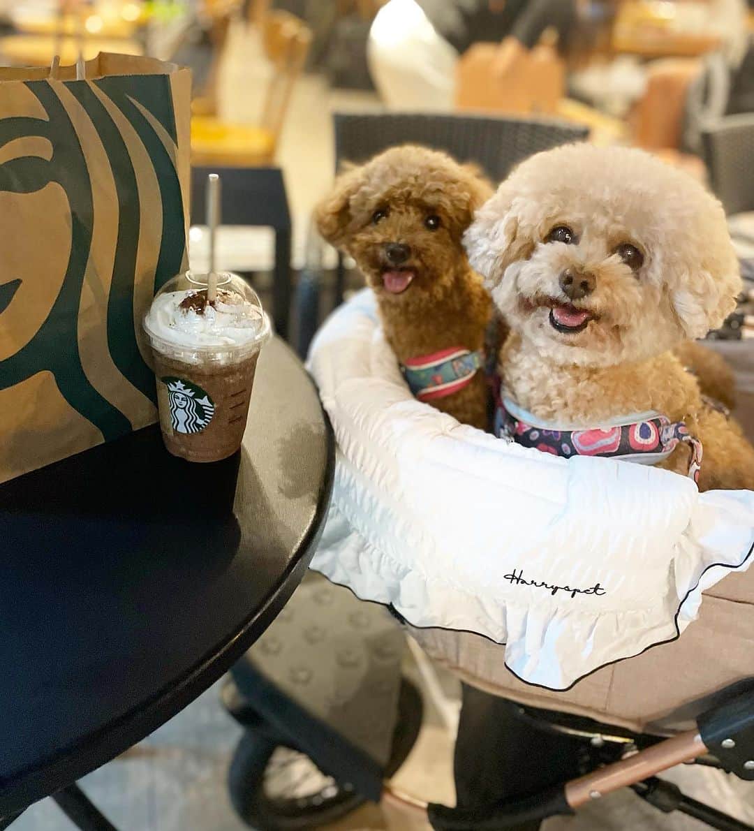 keikoさんのインスタグラム写真 - (keikoInstagram)「スタバまでお散歩🐶💕 @harryspet.jp  . .  ୨ෆ୧┈┈┈┈┈┈┈┈┈┈┈┈┈┈┈┈┈┈┈┈┈┈┈┈┈┈┈┈┈┈┈┈୨ෆ୧#犬のいる暮らし #犬好きな人と繋がりたい #犬バカ部 #犬のいる生活 #愛犬 #愛犬との暮らし #愛犬のいる生活 #愛犬家 #愛犬との時間 #愛犬家と繋がりたい #トイプードル #ティーカッププードル #愛犬家と繋がりたい #プードル #プードル部 #タイニープードルプードル大好き #愛犬とお出かけ #poodle #poodlelove #poodles #愛犬バカ#多頭飼い#多頭飼いの幸せ #多頭飼い犬」9月27日 8時32分 - keko0710