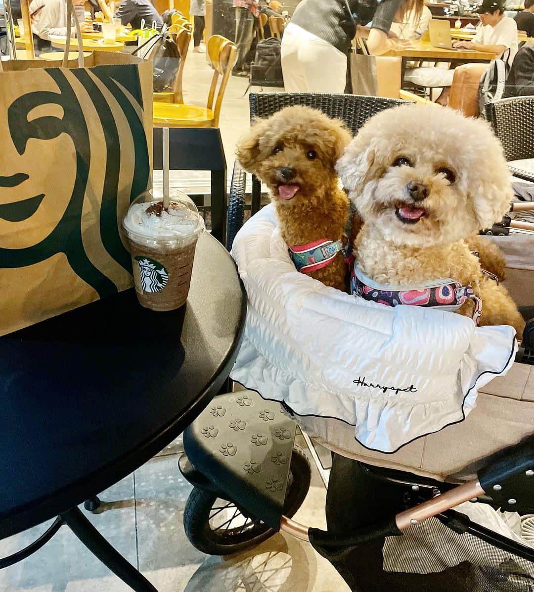 keikoさんのインスタグラム写真 - (keikoInstagram)「スタバまでお散歩🐶💕 @harryspet.jp  . .  ୨ෆ୧┈┈┈┈┈┈┈┈┈┈┈┈┈┈┈┈┈┈┈┈┈┈┈┈┈┈┈┈┈┈┈┈୨ෆ୧#犬のいる暮らし #犬好きな人と繋がりたい #犬バカ部 #犬のいる生活 #愛犬 #愛犬との暮らし #愛犬のいる生活 #愛犬家 #愛犬との時間 #愛犬家と繋がりたい #トイプードル #ティーカッププードル #愛犬家と繋がりたい #プードル #プードル部 #タイニープードルプードル大好き #愛犬とお出かけ #poodle #poodlelove #poodles #愛犬バカ#多頭飼い#多頭飼いの幸せ #多頭飼い犬」9月27日 8時32分 - keko0710